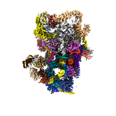 Small subunit ribosome biogenesis
