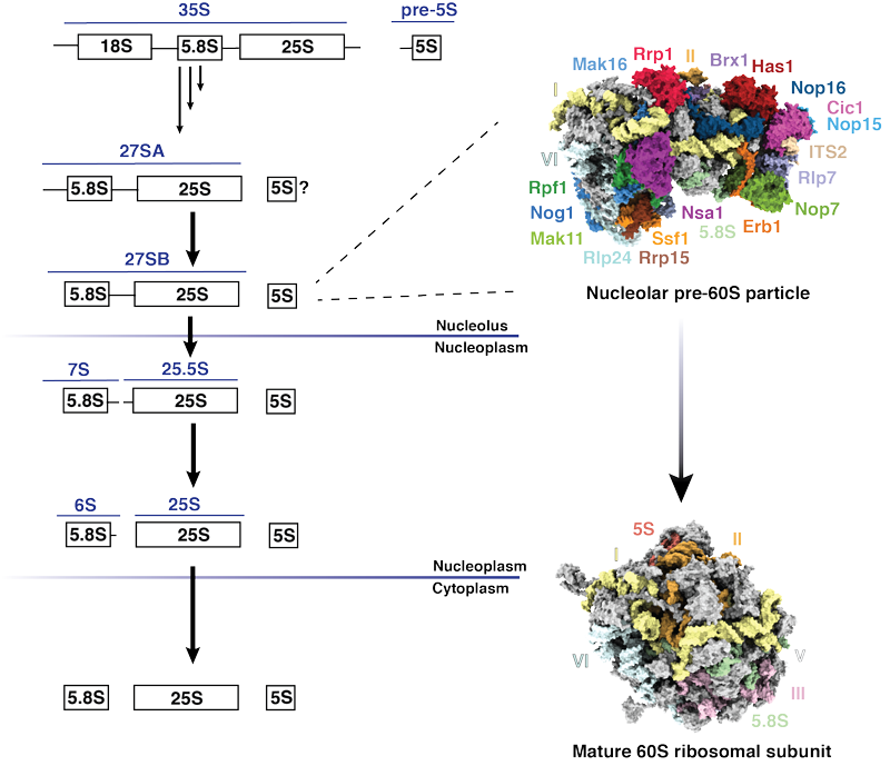 Large subunit ribosome biogenesis